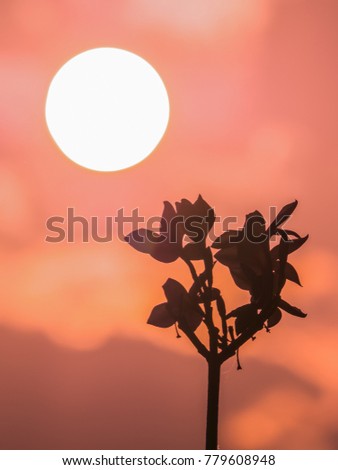 The silhouette of Plumeria flowers with the golden sky and sunset