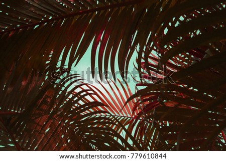 Green leaves Palm texture background red tone at phuket Thailand