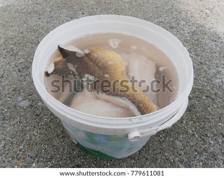Washing of fish fillets in salt water. Fresh raw codfish steak in plastic bucket, ready for final control and  freezing
