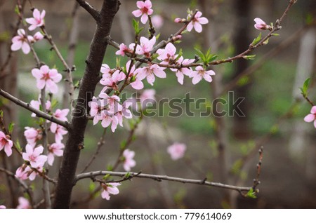 Branches of pink peach flowers in a garden. Spring background.