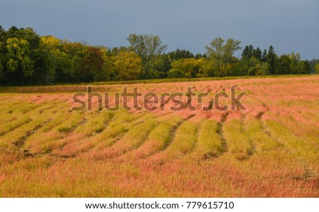 Grass field at autumn in Biei Township, Hokkaido, Japan.