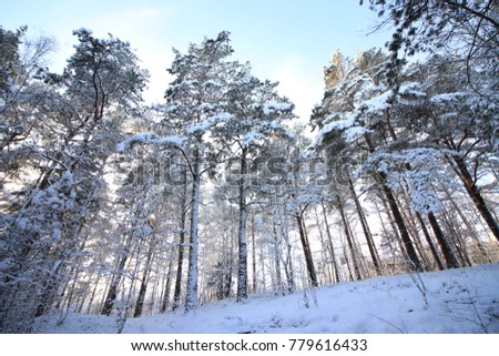 Swedish winter forest 