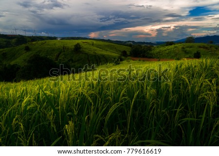 Green rice fields on the sun clouds rain clouds