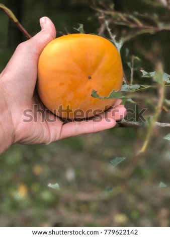 Persimmon in the garden at sunny summer or spring day,Toyama,Japan