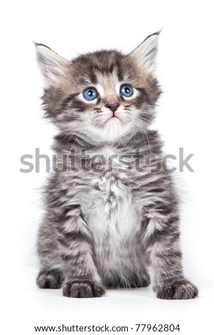 Little kitten in pink background