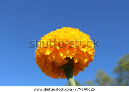 calendula flower yellow