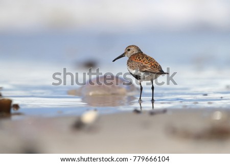 Calidris alba. The wild nature of the North Sea. Bird on beach by the sea. The beautiful nature of Europe. A beautiful picture of nature. Sea. Water.