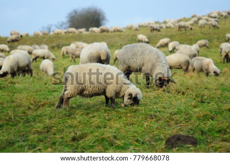 Flock of sheep on the winter pasture, lamb with ringring bell around neck