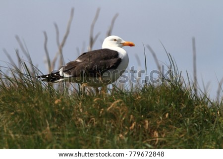 Larus fuscus. Beautiful nature of the North Sea. European wildlife. Germany, Helgoland. Bird on the beach. Seashore with stones. Beautiful picture. Green color in the photo.