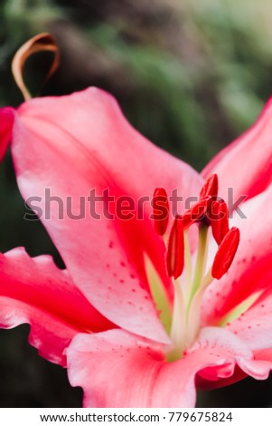 Pink lilies are planted to decorate and decorate in a colorful flower garden on a blurred background of nature in the morning of winter in Thailand.