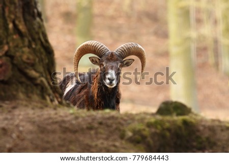 Ovis musimon. The wild nature of Europe. Beautiful animal image. Autumn nature. Muflon is the only representative of the genus of wild sheep in the European and Czech nature.