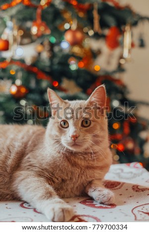cat posing for photographer