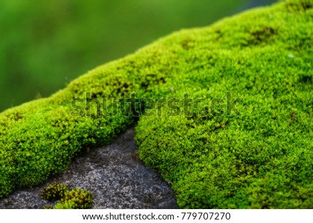 Green moss. Algae.
