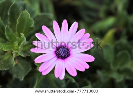 pretty purple daisy in greece	
