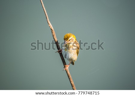 Bird (Streaked weaver, Ploceus manyar) female brown, white and grey color perched on a tree in a nature wild
