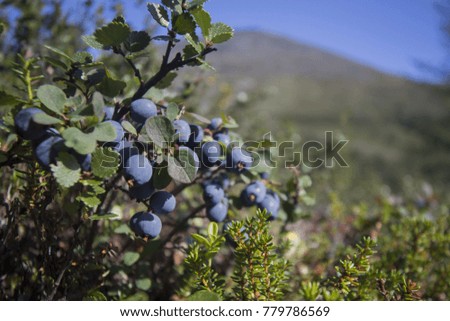 Blueberries in mountains Urals