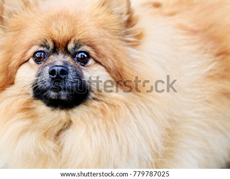 furry dog with lots of fur no people stock photo