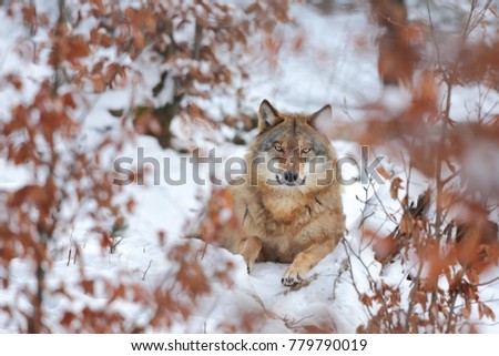 Canis lupus. Wolf in winter nature. Pictures from the National Park. Living all over Europe.