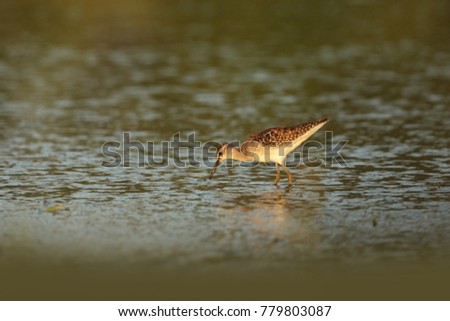 Charadrii. Wild nature of Czech. Free nature. Bird in the water. Wildlife photography. A beautiful picture of bird life.