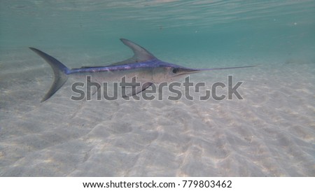 Swordfish on the beach Royalty-Free Stock Photo #779803462
