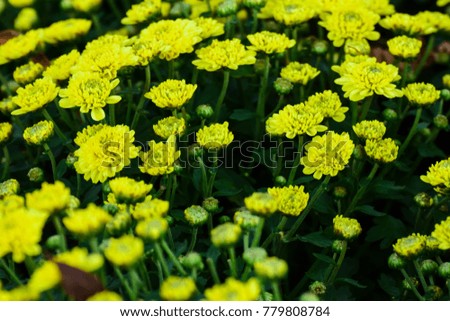 Small chrysanthemum bouquet Background image for printing and postcards.
