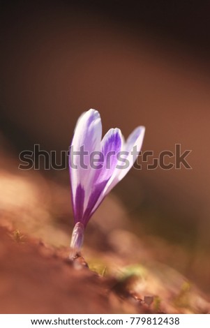 Crocus albiflorus. Free nature. Wild nature of Czech. Spring motif from nature. Beautiful picture. Plant. Rare species.