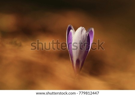 Crocus albiflorus. Free nature. Wild nature of Czech. Spring motif from nature. Beautiful picture. Plant. Rare species.