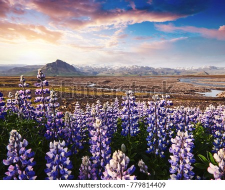 Majestic lupine flowers glowing by sunlight. Gorgeous scene. Location famous place Stokksnes cape, Vestrahorn, Iceland, Europe. Beauty world.