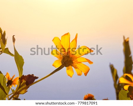 Yellow flower and warm light.