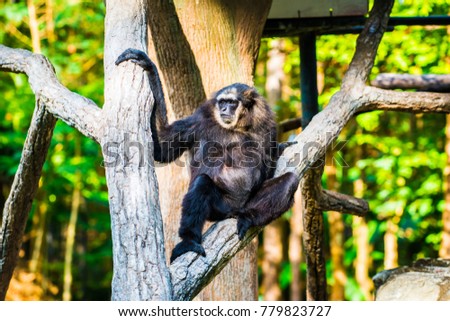 Agile Gibbon or Dark Handed Gibbon in Thai, Thailand.