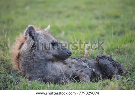 Masai Mara - Kenya / December 2017: hyena having rest at the Kenyan Savannah.