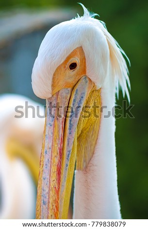 Summer, spring clear day. In the frame the pelican. Zoo. Vertical shot. Photo taken in Ukraine, Kiev. Color image
