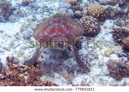 Sea turtle eat seaweed on sea bottom. Tropical seashore underwater photo. Marine tortoise undersea. Green turtle in natural environment. Green turtle underwater. Marine animal of tropical seashore