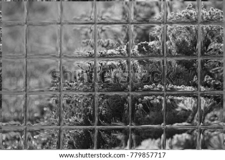 Morning dew on the grass in flowers through window panes, black and white
