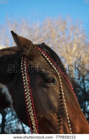 Christmas Horse Portrait