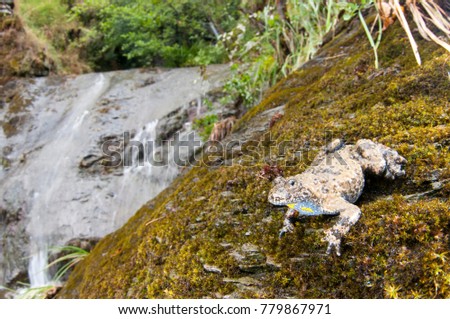 Bombina pachypus (Apennine yellow-bellied toad)