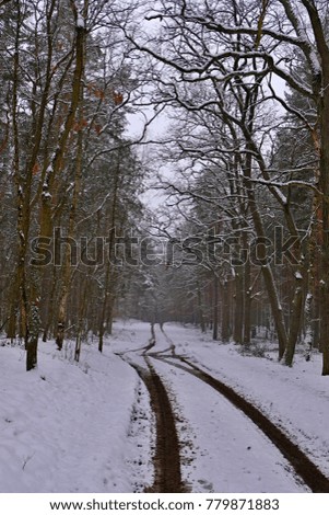winter snowy path through the forest