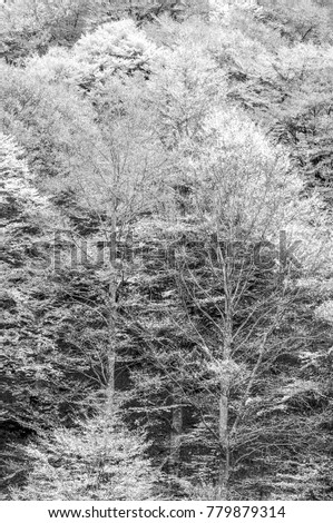 forest,  trees, black and white, infrared filter