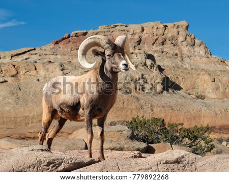 Bighorn sheep ram with large curved horns  on rocky hillside Royalty-Free Stock Photo #779892268