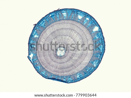 Tilia, basswood, older woody stem - microscopic cross section cut of a plant stem Royalty-Free Stock Photo #779903644