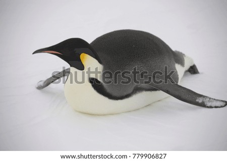 Portret of emperor penguin
