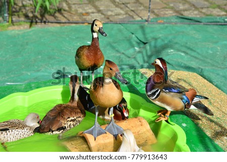 Different kinds of ducks in the barnyard Diversity