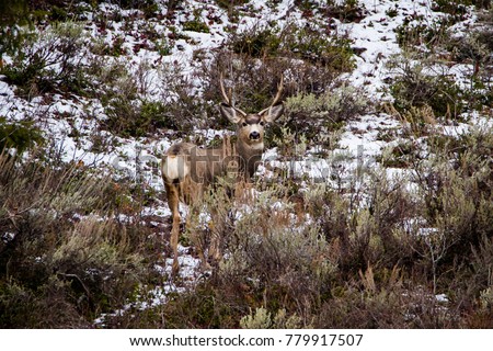 A big Buck with his beautiful thick winter coat hiding among the sage brush and natural camouflage. 