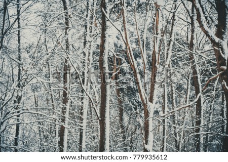 Winter forest before christmas