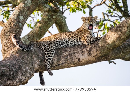 Leopard is lying on a tree and yawning. National Park. Kenya. Tanzania. Maasai Mara. Serengeti. An excellent illustration.