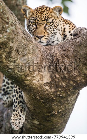 Portrait of a leopard on a tree. Close-up. Classical picture. National Park. Kenya. Tanzania. Maasai Mara. Serengeti. An excellent illustration.
