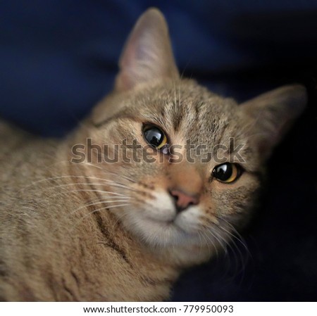 Detail of very widespread eyes of wonderful tabby cat. Felis silvestris.