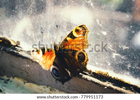 Beautiful bright butterfly sitting on the old window with a braided web of glass. Close-up. A vintage effect. Tinted