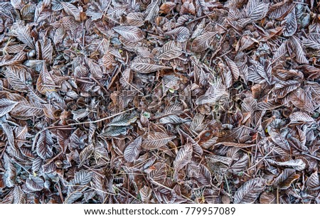 A background pattern of untouched frozen leaves from the plum tree and oaks.