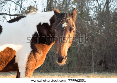 Horse Christmas Portrait